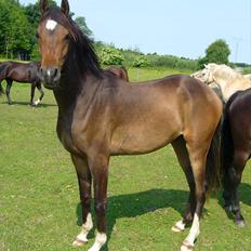 Arabisk fuldblod (OX) KA Wamarg OX - SOLGT