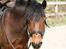 Anden særlig race Cassiopeia DEN SAVNEDE!<3 - Foto: Linne ;*