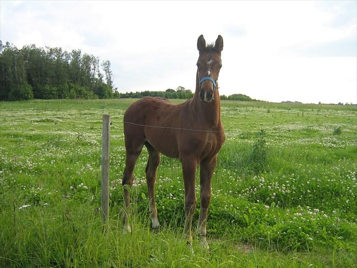 Dansk Varmblod Amazing Survivor billede 2