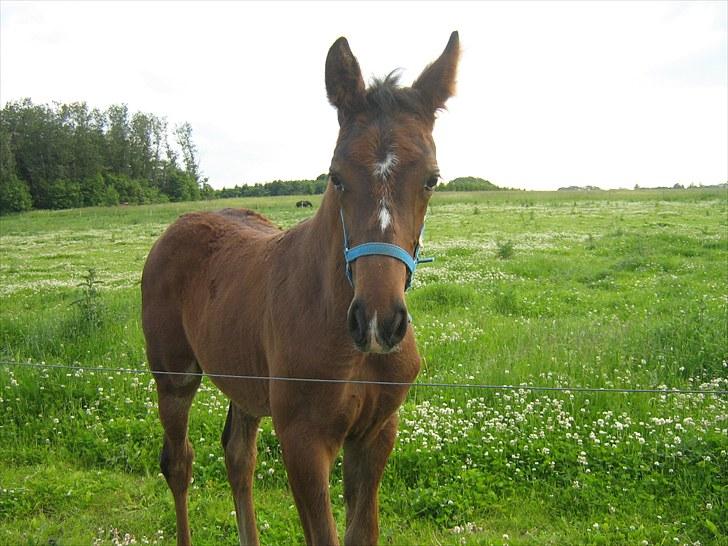 Dansk Varmblod Amazing Survivor billede 4