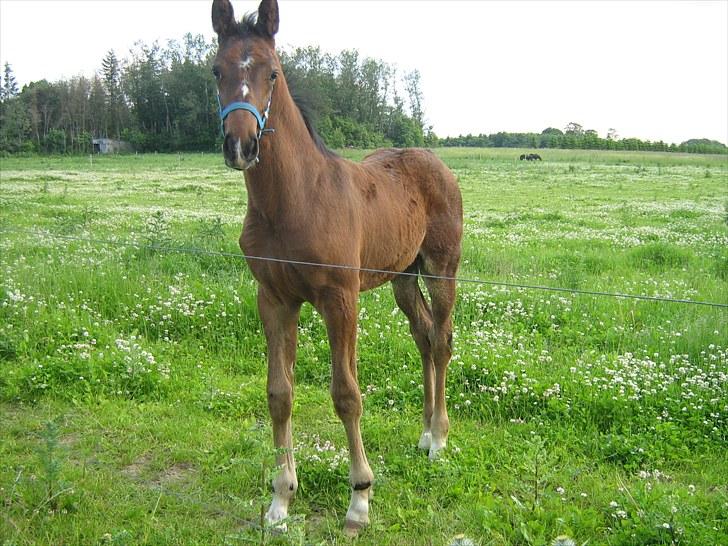Dansk Varmblod Amazing Survivor - Hej mor  billede 6