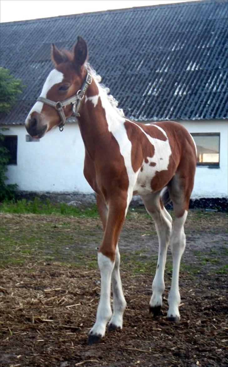 Anden særlig race Fattiggårdens WonderBoy - Se fin han er 2 uger gammel. Venligst udlånt af Bette <3 billede 7