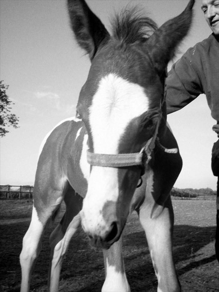 Anden særlig race Fattiggårdens WonderBoy - Uhh jaer Carsten! Bliv ved, lige der! billede 8