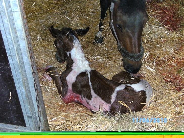 Anden særlig race Fattiggårdens WonderBoy - Kort efter fødslen :) billede 2