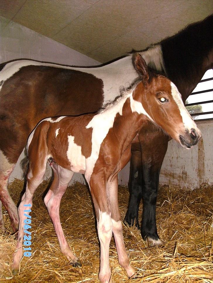 Anden særlig race Fattiggårdens WonderBoy - Så cute! billede 3