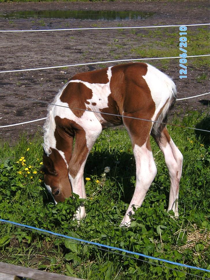 Anden særlig race Fattiggårdens WonderBoy - Moar gør et eller andet med det der grønne noget, men det er som jeg ikk heeeelt kan nå :D billede 4