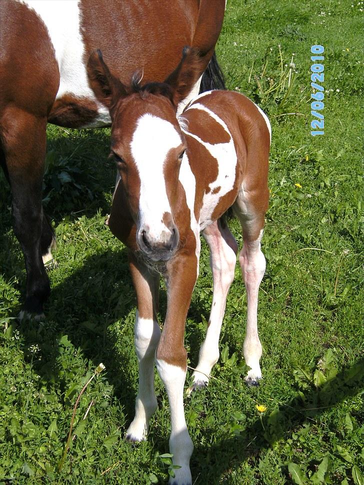 Anden særlig race Fattiggårdens WonderBoy - Hans flotte hovedaftegn! billede 5