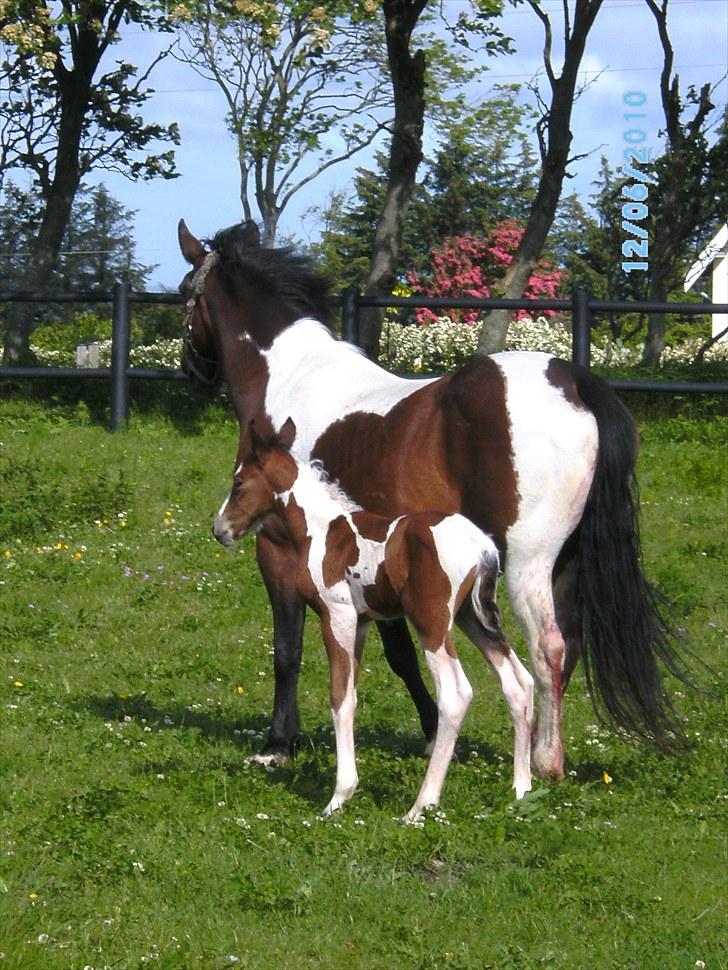 Anden særlig race Fattiggårdens WonderBoy - Så er det kun at se frem af fra nu af ! billede 6