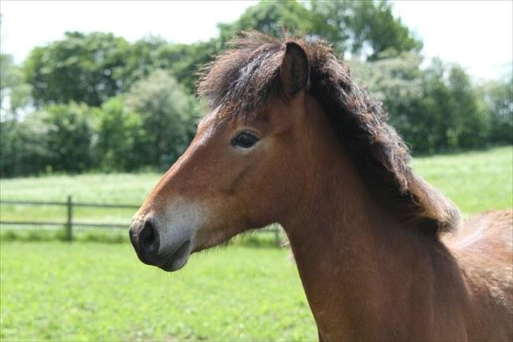 Islænder Náttfari fra Ll. Hafmey billede 1