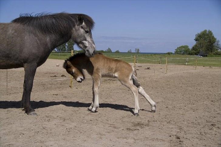 Islænder Náttfari fra Ll. Hafmey billede 2
