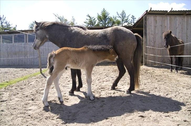 Islænder Náttfari fra Ll. Hafmey billede 3