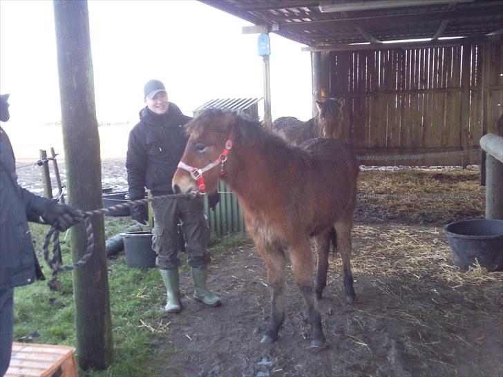 Islænder Náttfari fra Ll. Hafmey billede 4