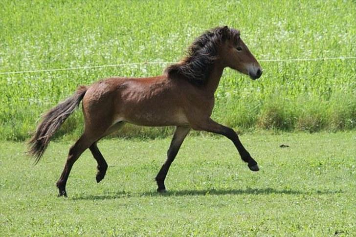 Islænder Náttfari fra Ll. Hafmey billede 5