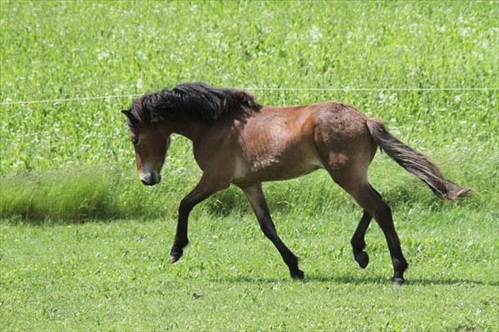 Islænder Náttfari fra Ll. Hafmey billede 6