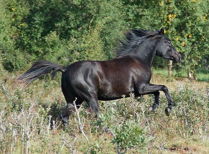 Arabisk fuldblod (OX) Naja Haje billede 10