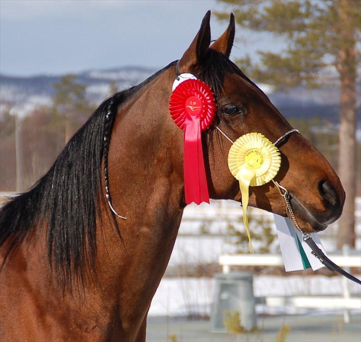 Shagya Araber (SH) Sarek db  - Sarek 10 år. Her ble han 2.premiert og stilt som nr.1 i kvalitet på kåring billede 12
