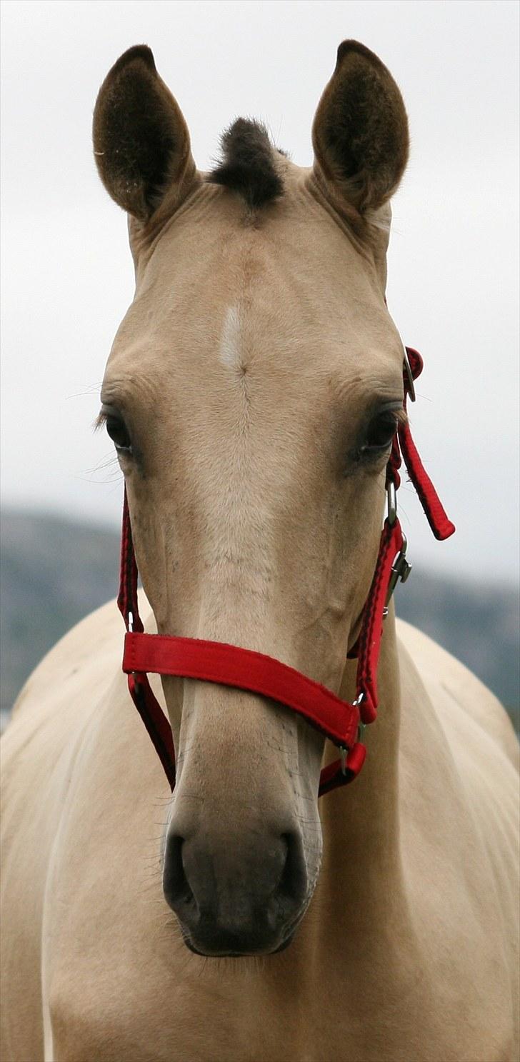 Pura Raza Española Farruco PM - 7 mnd gammel billede 1