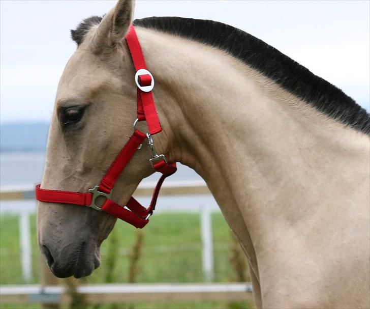 Pura Raza Española Farruco PM billede 2