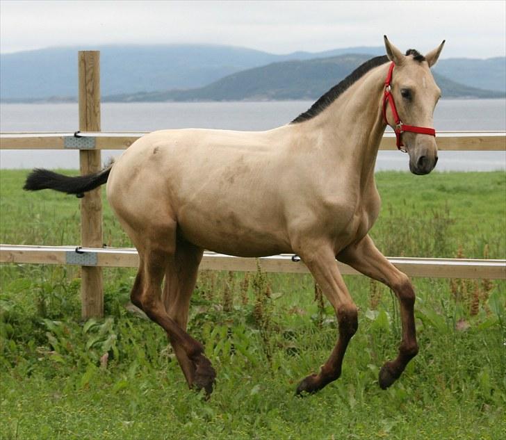 Pura Raza Española Farruco PM billede 3