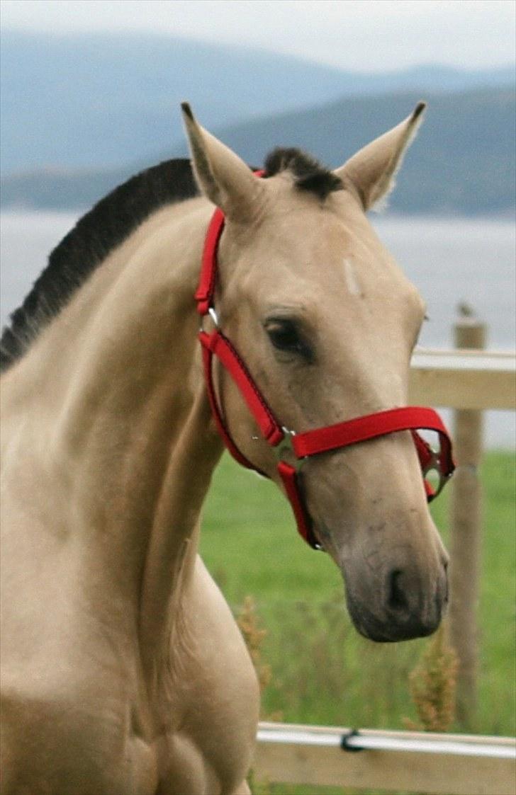 Pura Raza Española Farruco PM billede 4