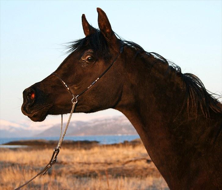 Arabisk fuldblod (OX) Carpe Diem billede 12