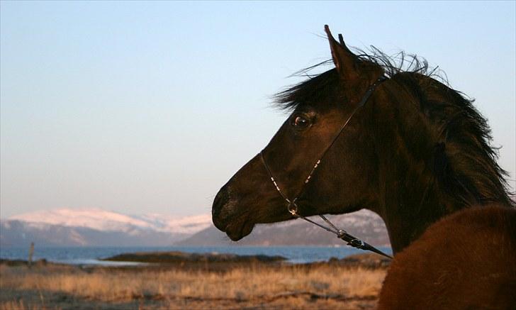 Arabisk fuldblod (OX) Carpe Diem billede 13