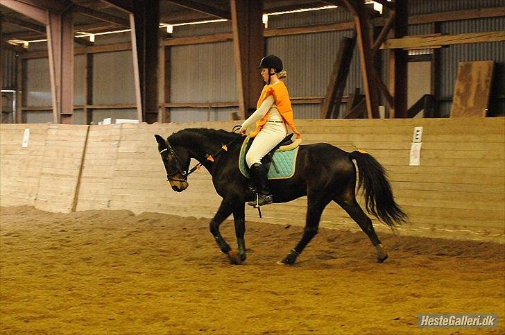 Anden særlig race Nalot - midtfynsrideklub fastelavns stævne. red både LA4 og LA2 til 64,06 (vores første la4) ... klædt ud som gulerod-
foto: gjørlund billede 7