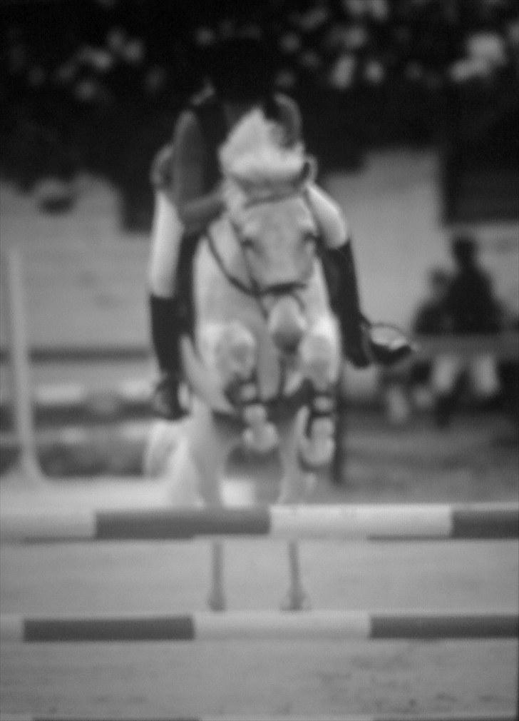 Anden særlig race victor - B pony † R.I.P † billede 9