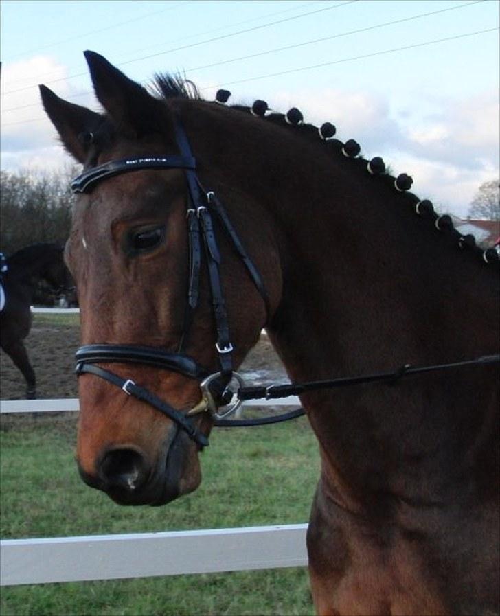 Trakehner Bo Voyage billede 20