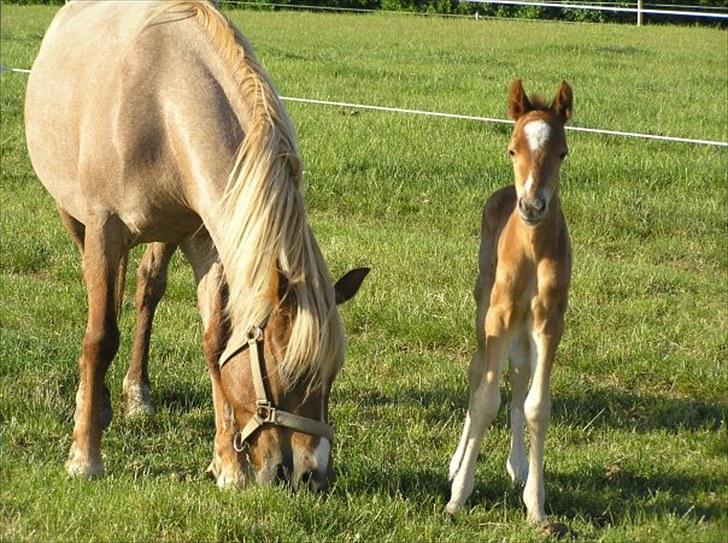 Welsh Pony (sec B) Valentins Lamirado  billede 14