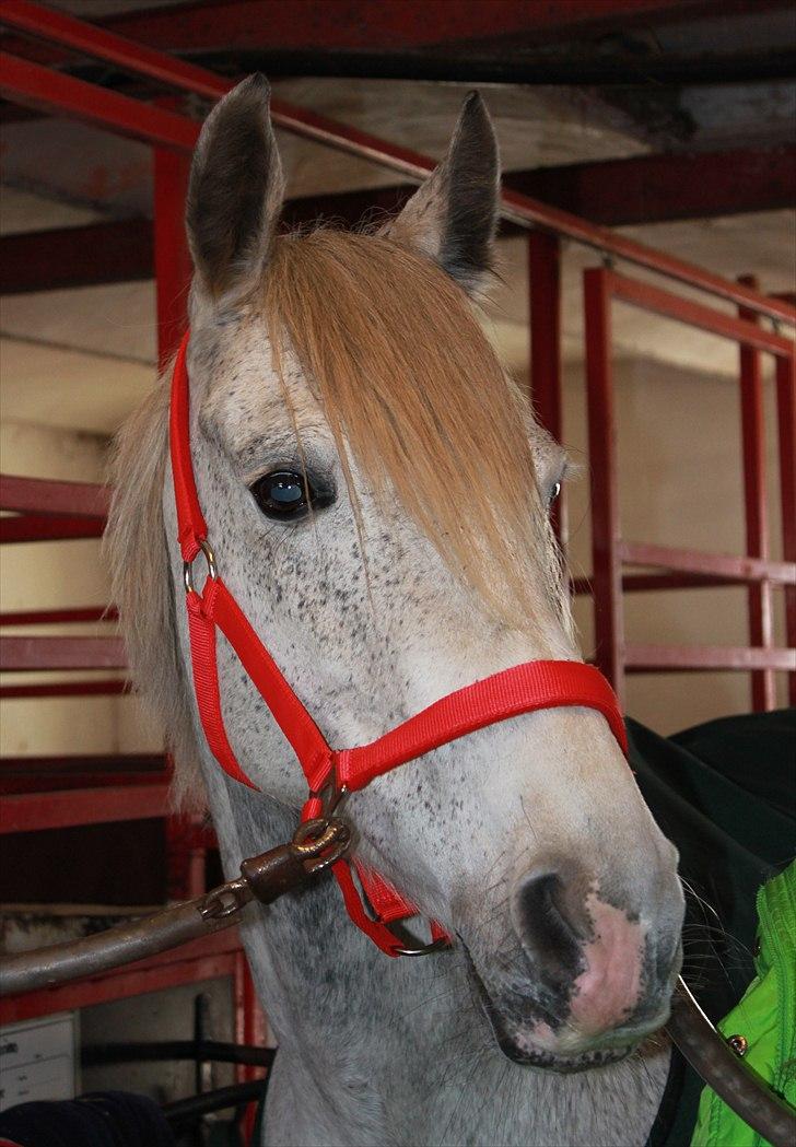 Anden særlig race day-light.. gammel part - © JN © billede 8