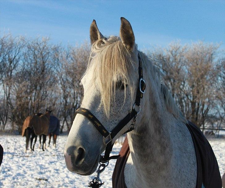 Anden særlig race day-light.. gammel part - © NB © billede 9