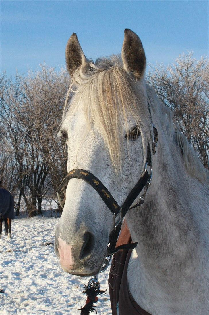 Anden særlig race day-light.. gammel part - © NB © billede 11