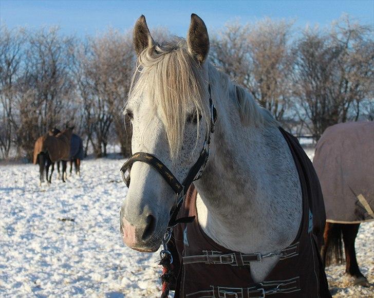 Anden særlig race day-light.. gammel part - © NB © billede 18