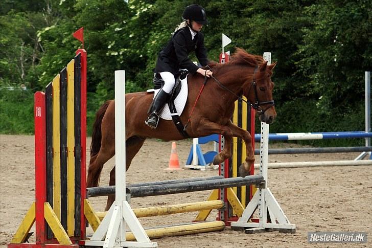 Anden særlig race Mccoy - fotograf: Schmølz. billede 11