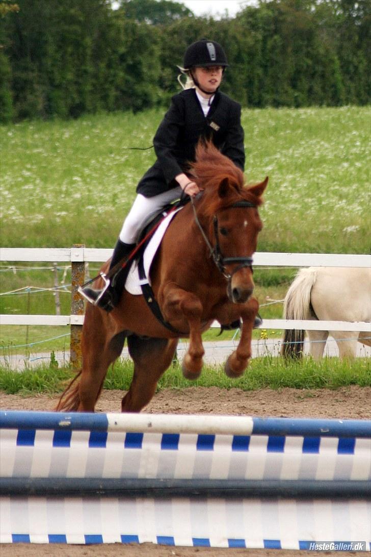 Anden særlig race Mccoy - fotograf: Schmølz. billede 12