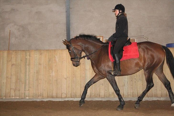 Dansk Varmblod Meldgårds Libell billede 12