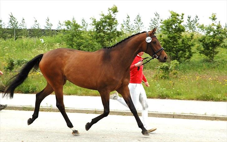 Dansk Varmblod Meldgårds Libell - Mønstring - bemærk at hun faktisk svæver! billede 13