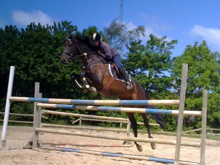 Holstener Lalido MS *SOLGT* billede 15