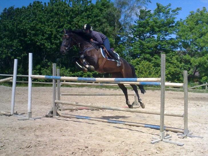 Holstener Lalido MS *SOLGT* billede 16