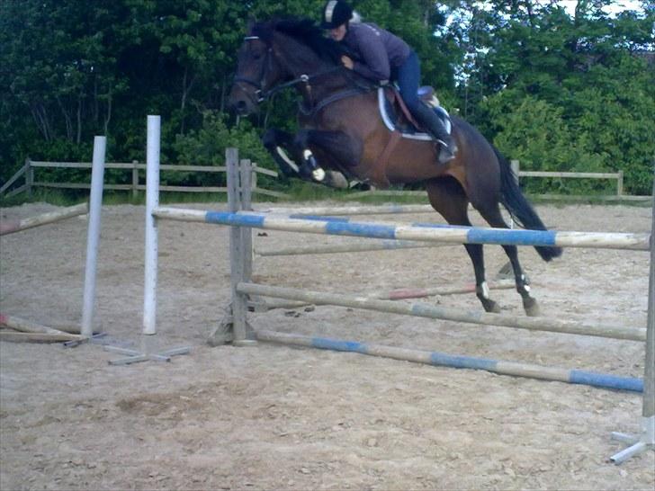 Holstener Lalido MS *SOLGT* billede 17