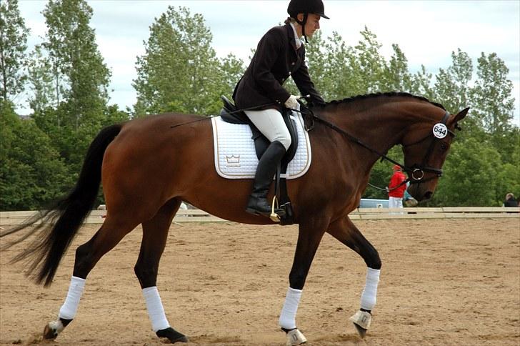 Dansk Varmblod Meldgårds Libell - Her kan i rigtig se hvor fin hun var! På alle billeder fra sadelkåring rides hun af Margit Ørum billede 7