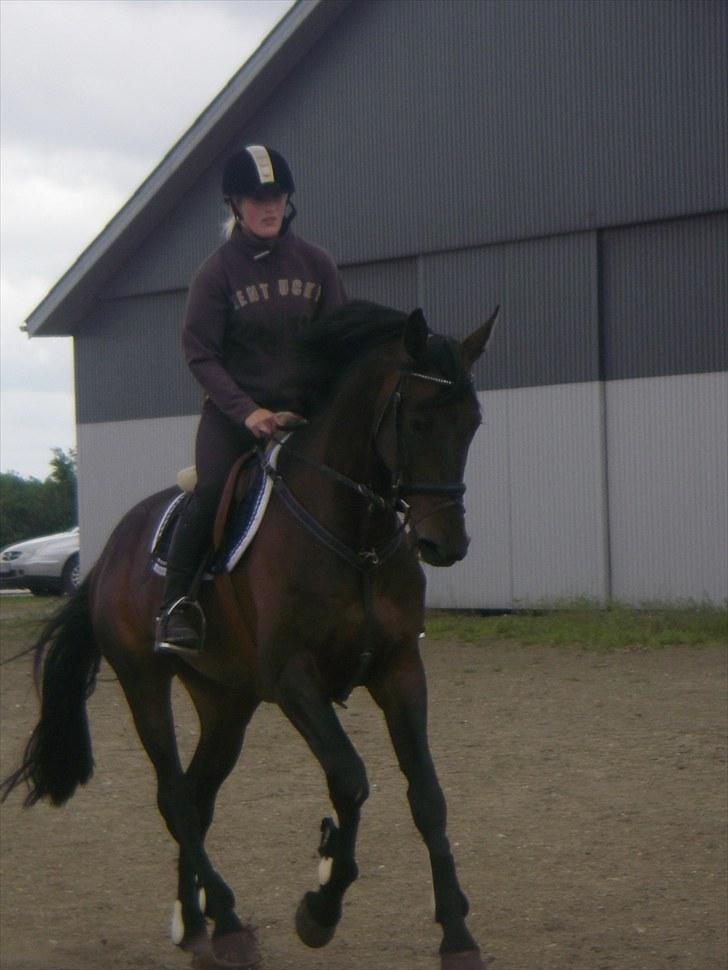 Holstener Lalido MS *SOLGT* billede 18