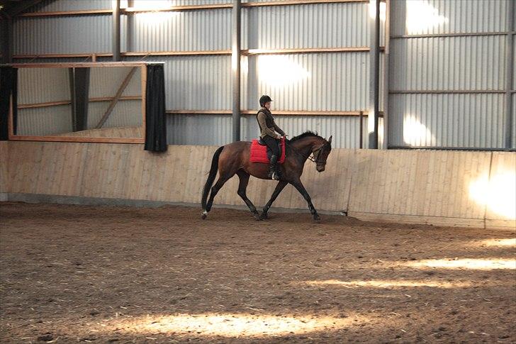 Dansk Varmblod Meldgårds Libell - Dejlige hest <3 billede 9