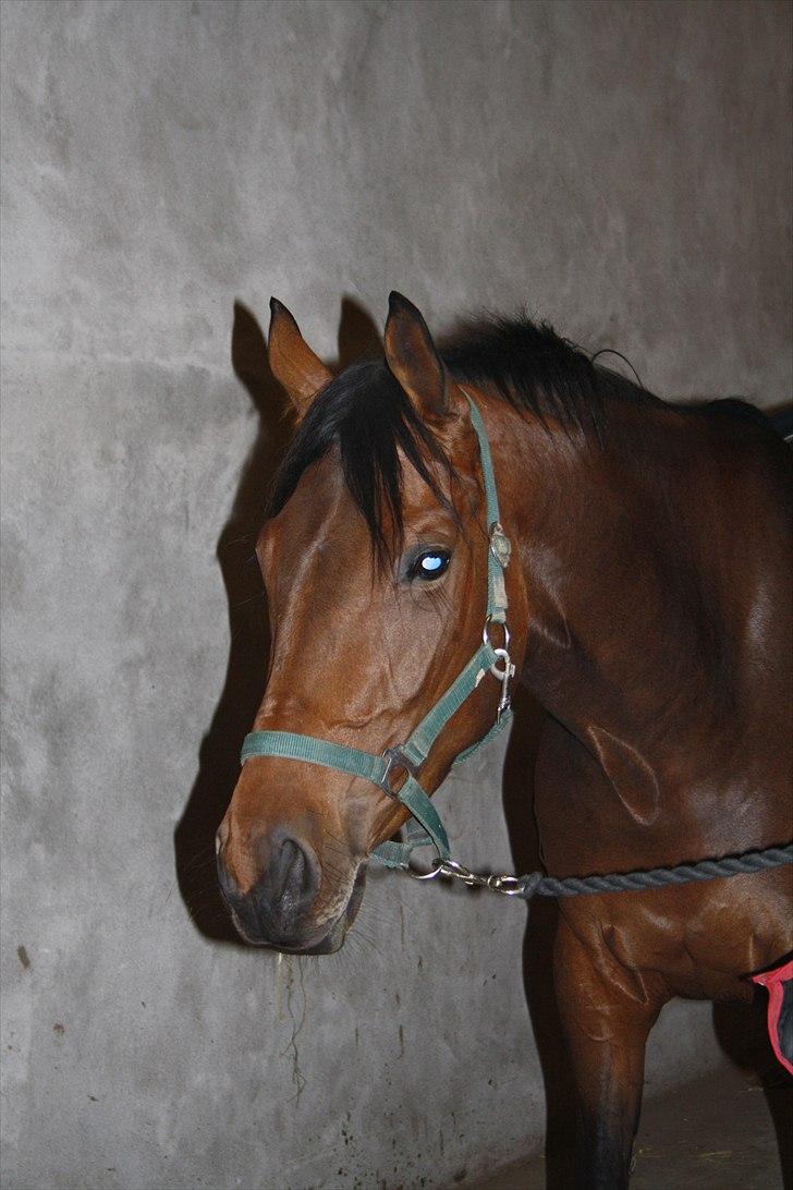 Dansk Varmblod Meldgårds Libell - Smukke hest :) billede 14