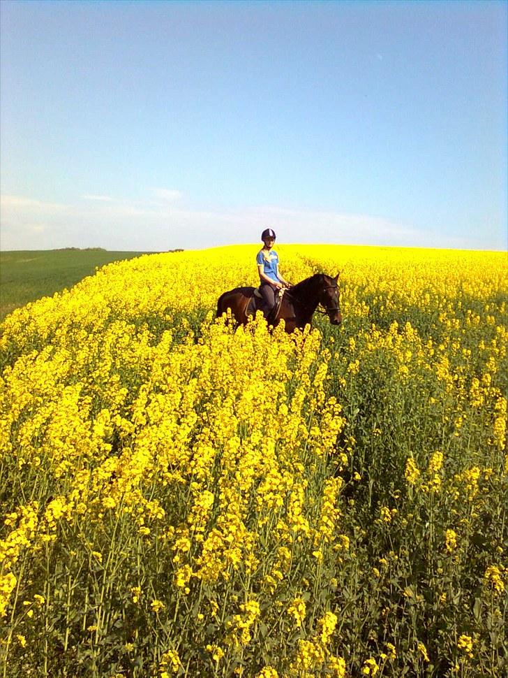 Holstener Hesteløkkens Chic billede 13