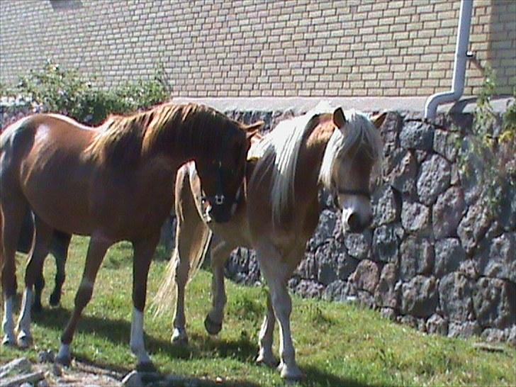 Haflinger Winston *RIP* - Winston og Tess billede 3