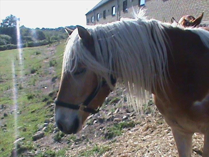 Haflinger Winston *RIP* - "hey du må kun tage billeder af mig" Winston syntes det kun er ham vi må se billede 4