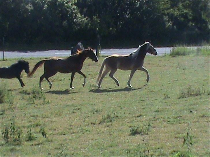 Haflinger Winston *RIP* - Da han lige var blevet lukket ud til de to andre heste billede 5