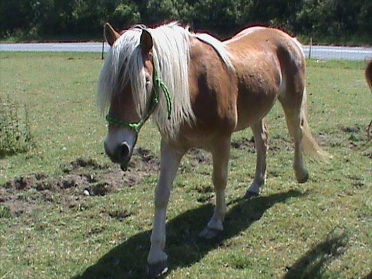 Haflinger Winston *RIP* - Winston på fold billede 7